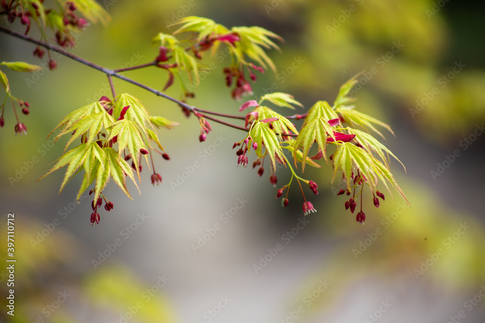 Red and Green Leaves