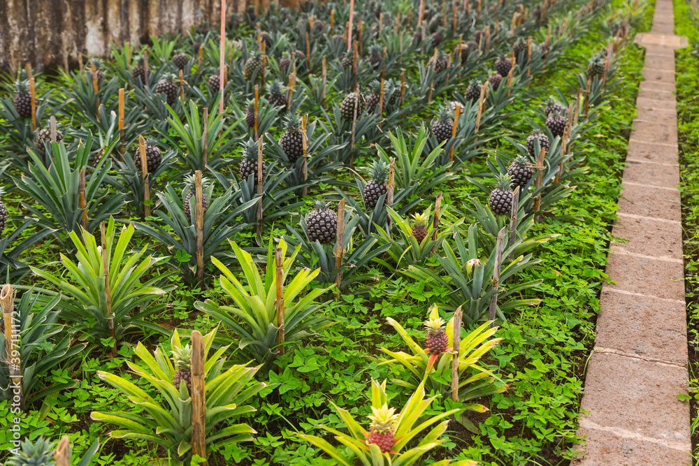 close up of a pineapple plantation multiple green small Portugal sao miguel close up of a pineapple plantation multiple green small Portugal sao miguel