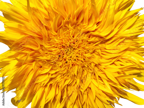 Yellow flower  sunflower - background abstraction  isolate 