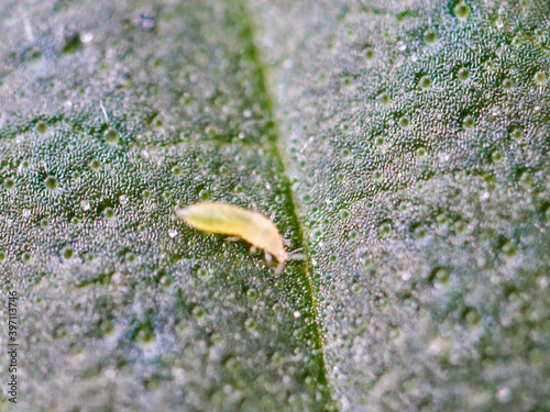 aphid thrips, cannabis leaf pests