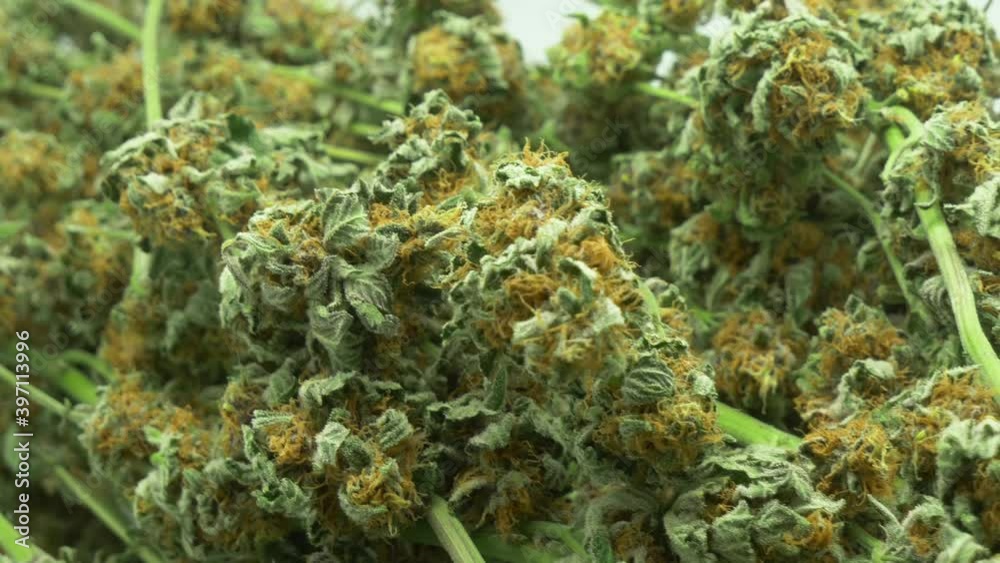 Cannabis buds on stem, marijuana, weed Cannabis buds on stem, marijuana, weed