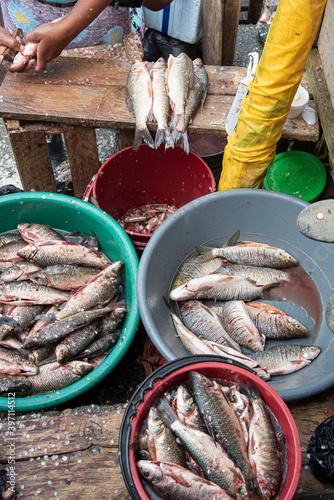 Preparing fish to sell in Chocó, Quibdó, Colombia

 photo