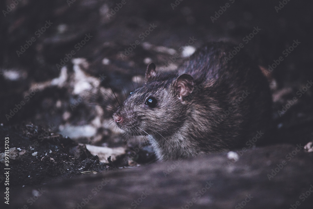 the rat eats the rat eats
