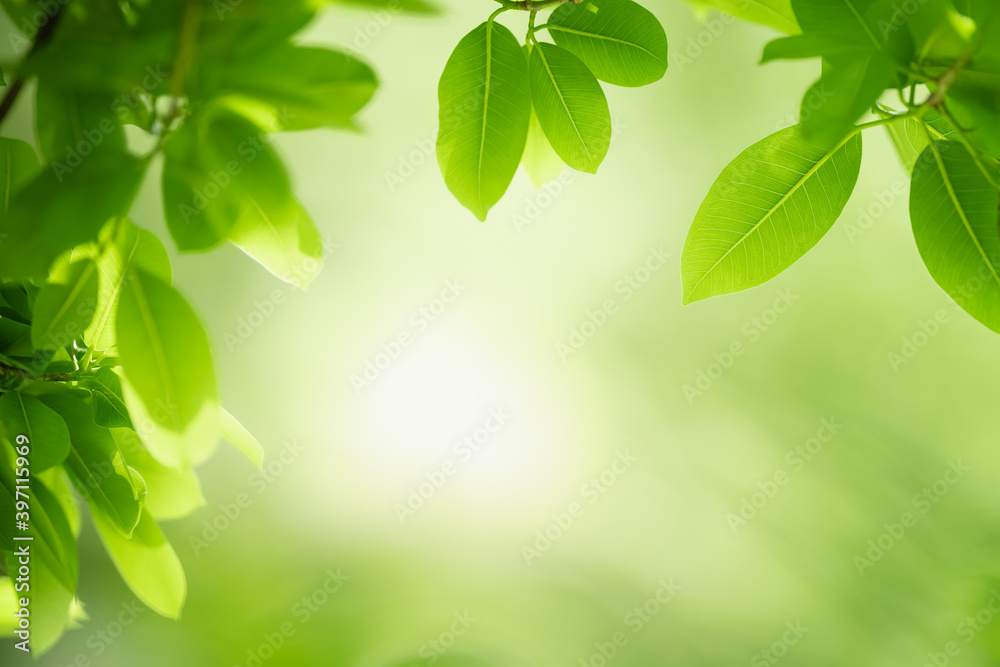 Beautiful nature view green leaf on blurred greenery background under sunlight with bokeh and copy space using as background natural plants landscape, ecology wallpaper concept. Beautiful nature view green leaf on blurred greenery background under sunlight with bokeh and copy space using as background natural plants landscape, ecology wallpaper concept.
