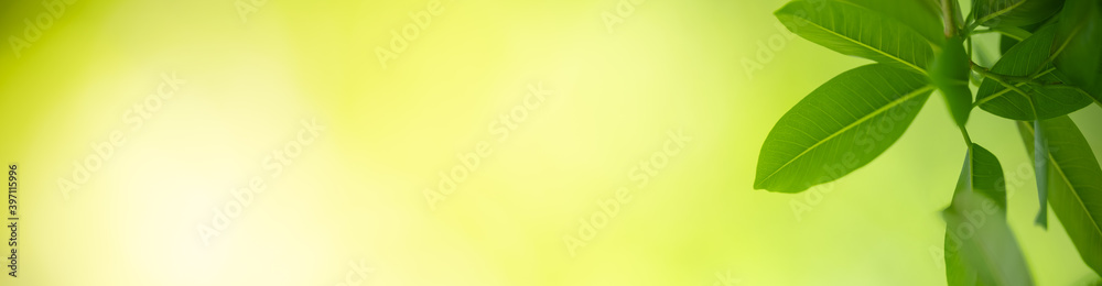 Closeup of green nature leaf on blurred greenery background in garden with bokeh and copy space using as background cover page concept. Closeup of green nature leaf on blurred greenery background in garden with bokeh and copy space using as background cover page concept.