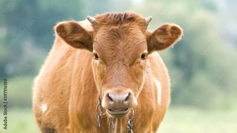 Brown milk cow grazing on green grass at farm grassland. Brown milk cow grazing on green grass at farm grassland.