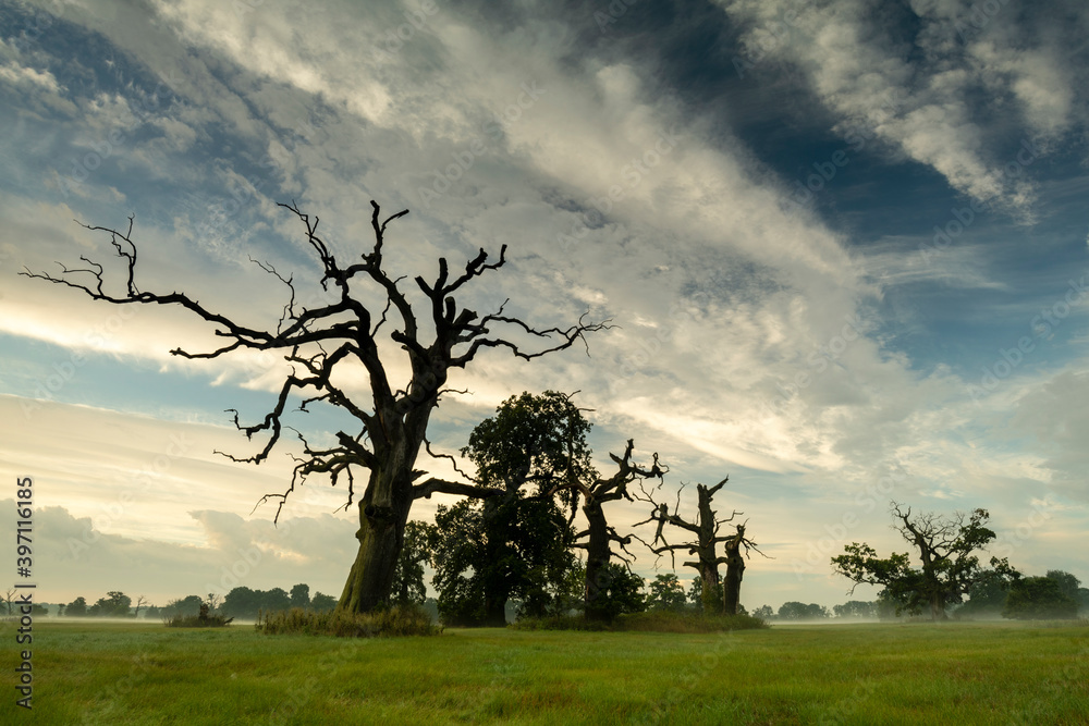 Landscape in the park. Old trees.