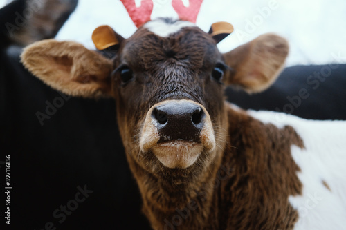 Cute brown calf in reindeer antlers for Christmas close up.