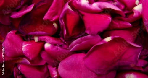 red rose petals beautiful tender 4k video