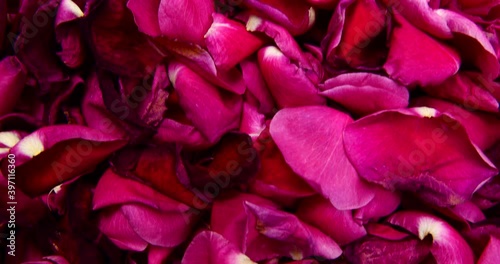 red rose petals beautiful tender 4k video
