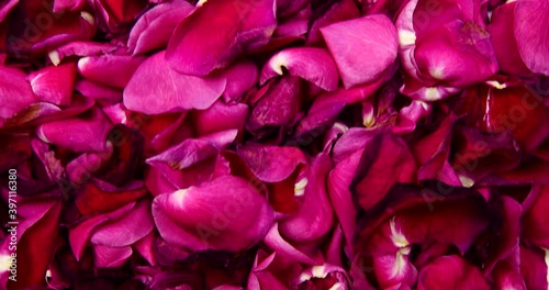 red rose petals beautiful tender 4k video