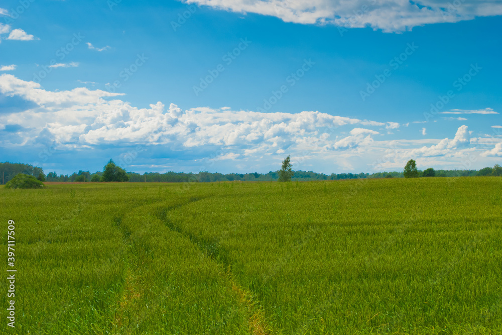 green field against blue sky