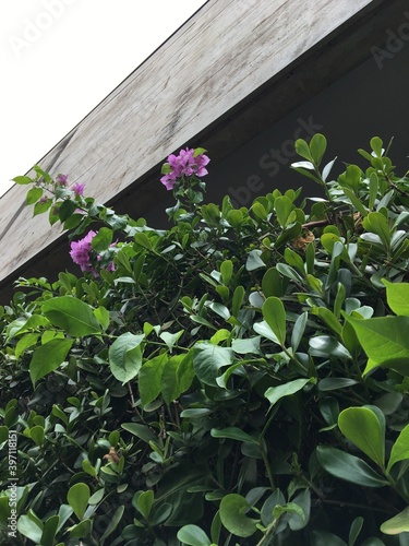 Planta com flores roxas