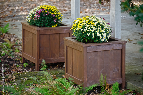 Colorful fall mums in homemade DIY wooden planter boxes