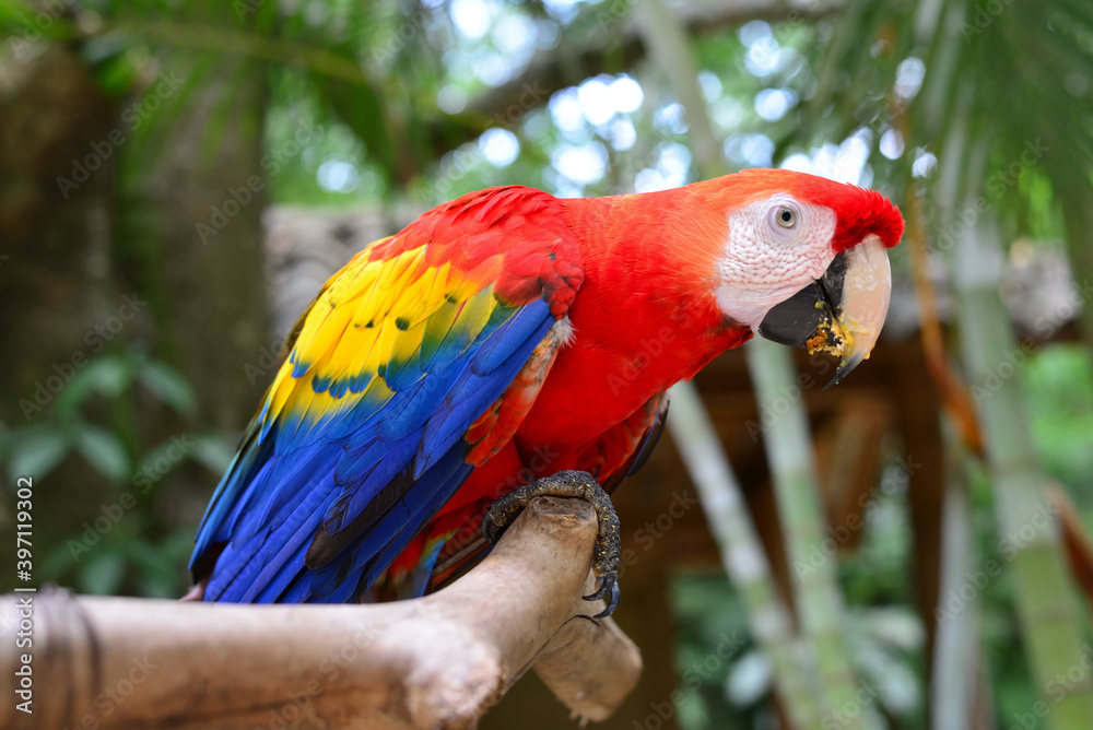 Guara Roja o Guacamaya (Ara Macao) ave nacional de Honduras StockFoto
