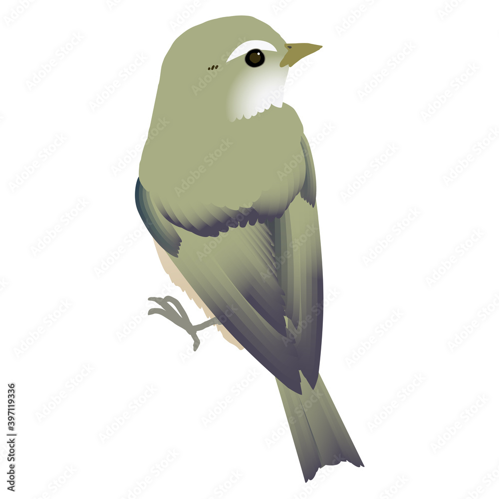 かわいい野鳥ウグイスのベクターイラスト Stock Vektorgrafik Adobe Stock かわいい野鳥ウグイスのベクターイラスト Stock Vektorgrafik Adobe Stock