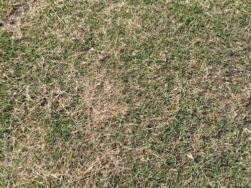 texture of grass