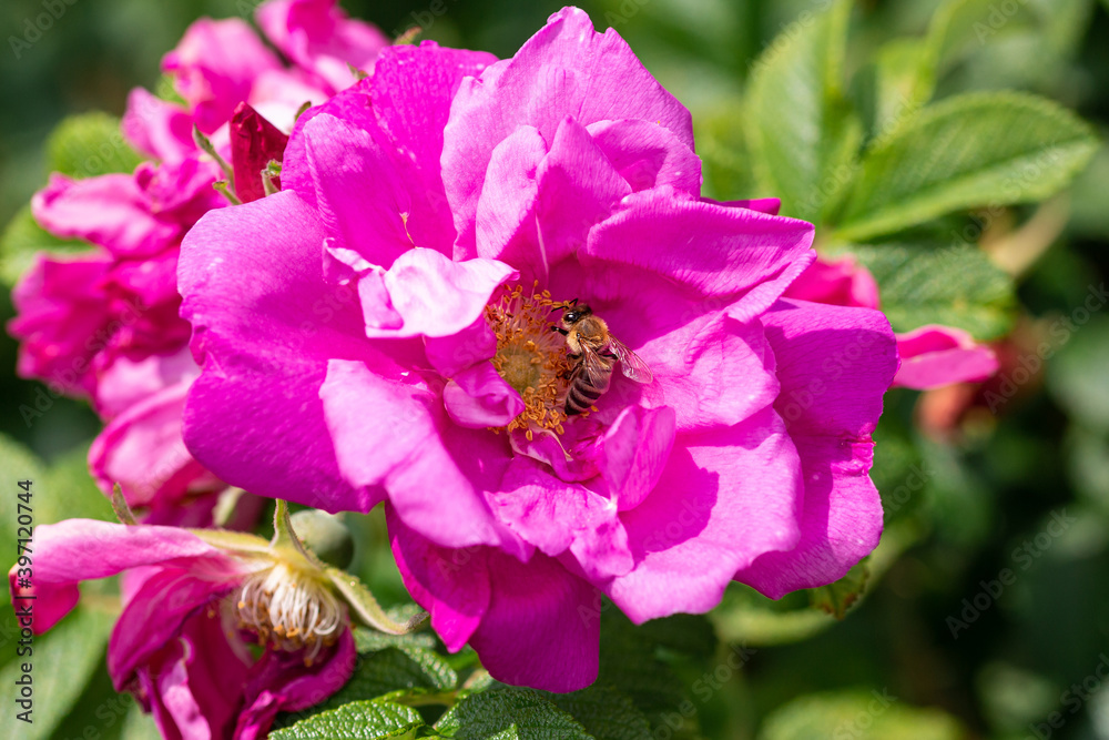 Macro of a honey bee (apis mellifera) on a beach rose (rosa rugosa) with blurred background; pesticide free environmental protection save the bees concept; Macro of a honey bee (apis mellifera) on a beach rose (rosa rugosa) with blurred background; pesticide free environmental protection save the bees concept;