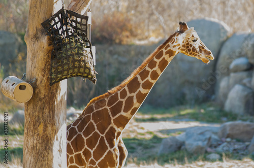 Photography Giraffe in the Henry Doorly Zoo and Aquarium