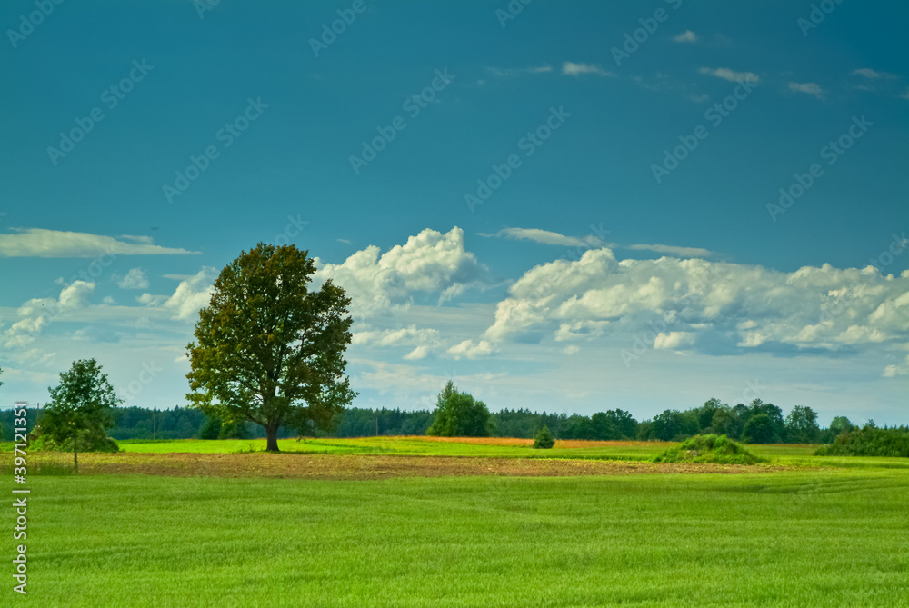 oak on a green field against a blue sky