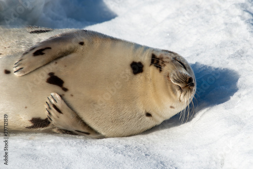 A young grey harp seal, saddleback, with a light colored belly and dark back rolling around in the snow on an ice pan. Its fur is spotted. The animal has snow on its face. It is twisting its body.