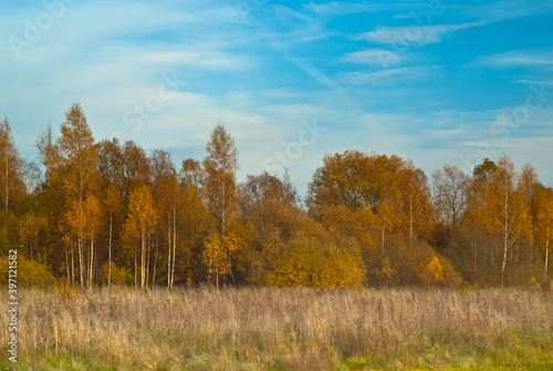 field and forest in autumn against the blue sky
