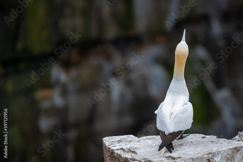 A Northern Gannet bird perched on a rock at the side of a cliff. The eloquent looking bird has a yellow head, blue eyes and beak and a white feather back with a long brown tail. The bird is slender. photo