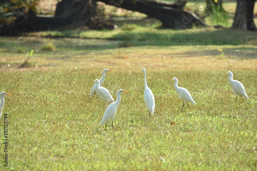 A flock of white egrets in the park