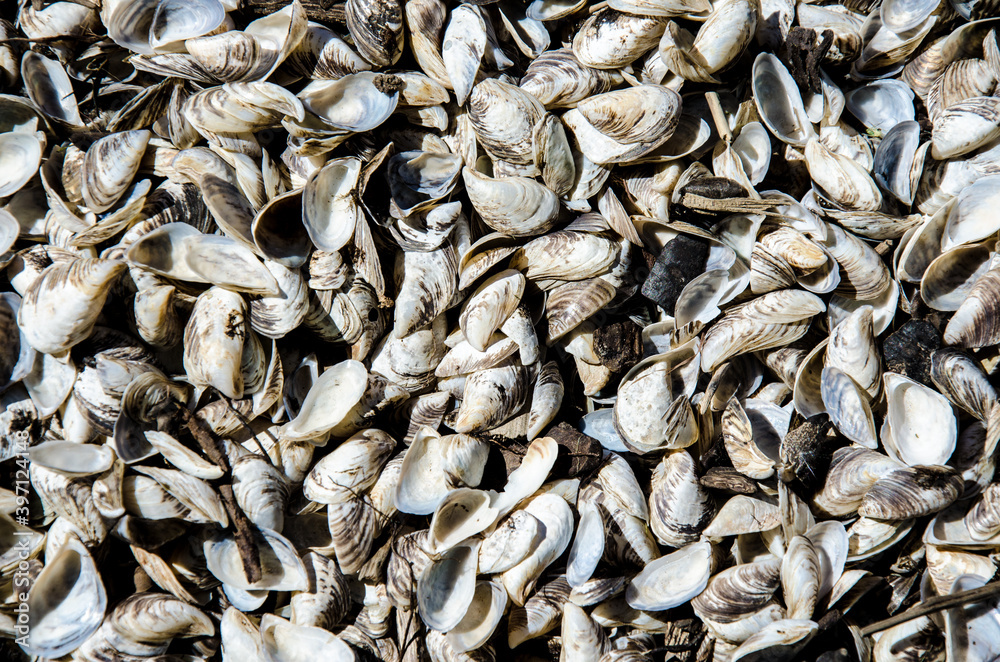 Small seashells from the river. Texture, background. Small seashells from the river. Texture, background.