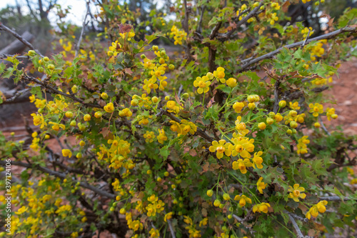 Yellow flowering bush