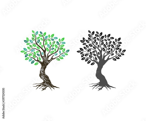 oak tree vector set, colorful and silhouette tree