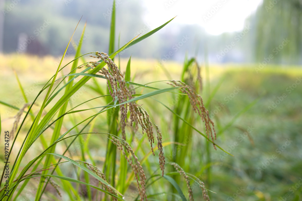 The plump ears of rice in the rice fields hang down The plump ears of rice in the rice fields hang down