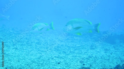 Blubberlip snappers in tropical shallow water, underwater scuba diving Gili Islands photo