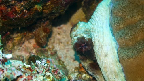 Wallpaper Mural Octopus hiding beneath coral reef from camera, closeup Torontodigital.ca