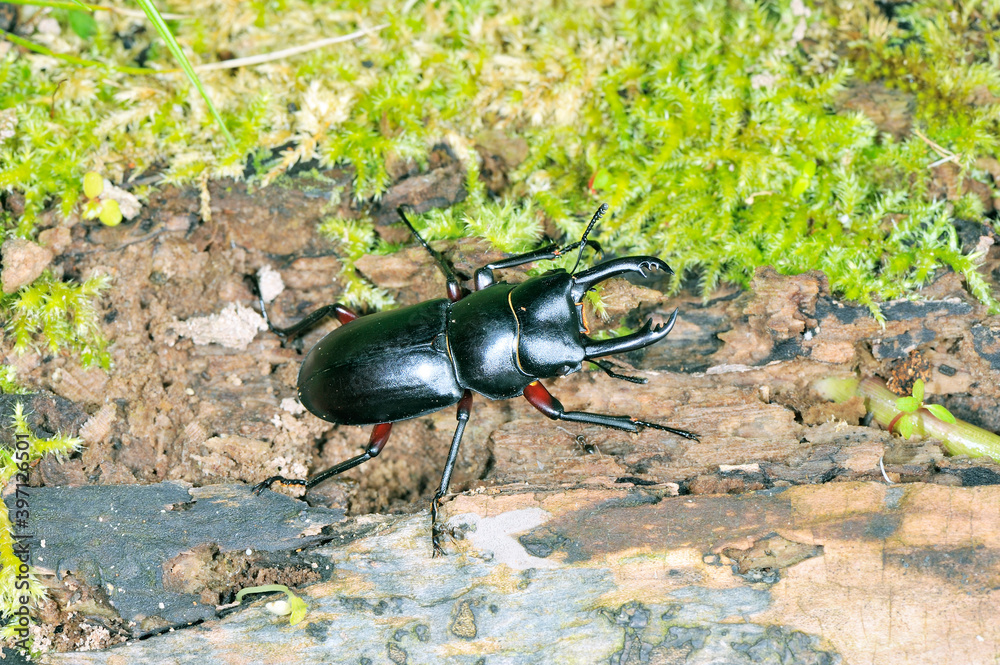 アカアシクワガタ(北海道・知床)
アカアシクワガタ(北海道・知床)