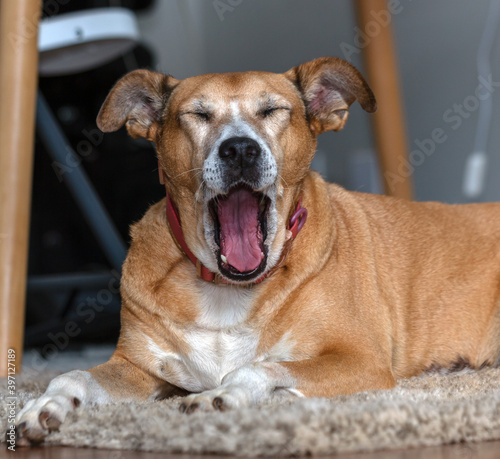 A senior female dog yawning on a rug.Animal world. Pet lover. Animals defender. Dog lover.