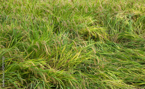 Large areas of fallen rice in rural rice fields