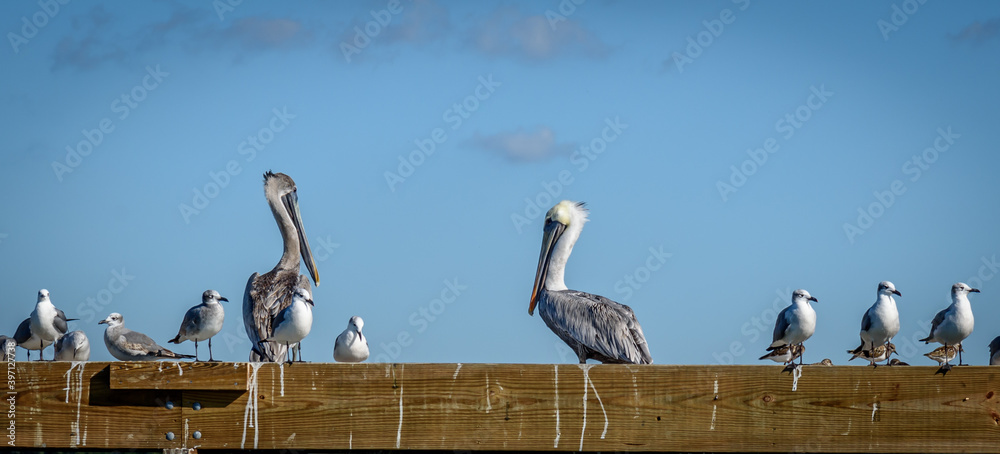 Two Brown Pelican Pelecanus occidentalis Bird Sitting on a Dock Two Brown Pelican Pelecanus occidentalis Bird Sitting on a Dock