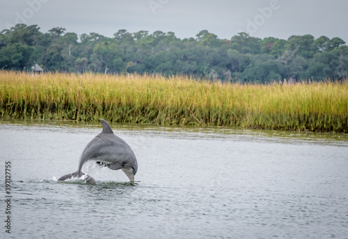 Foto Atlantic Bottlenose Dolphin Jumping Out of the Water in Front of the Marsh