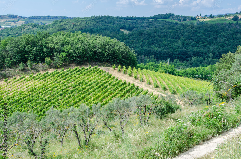 Grape and olive fields. Agriculture in Italy, Tuscany.