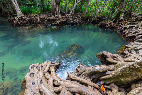 Tropical tree roots or Tha pom mangrove in swamp forest and flow water  Klong Song Nam.