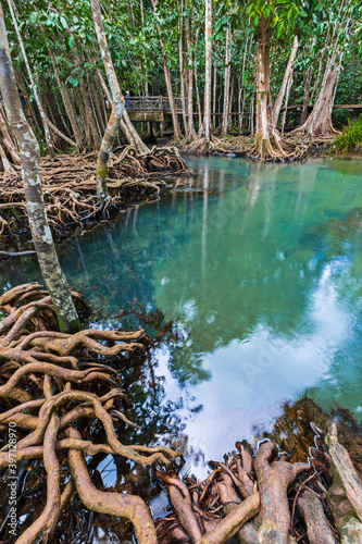 Tropical tree roots or Tha pom mangrove in swamp forest and flow water.