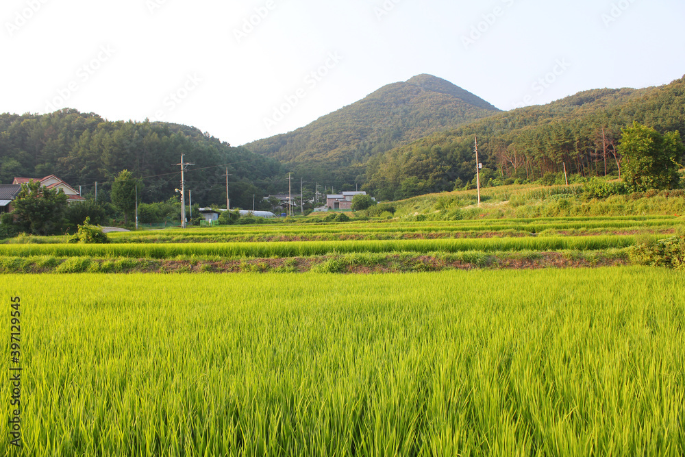 green rice field in countryside