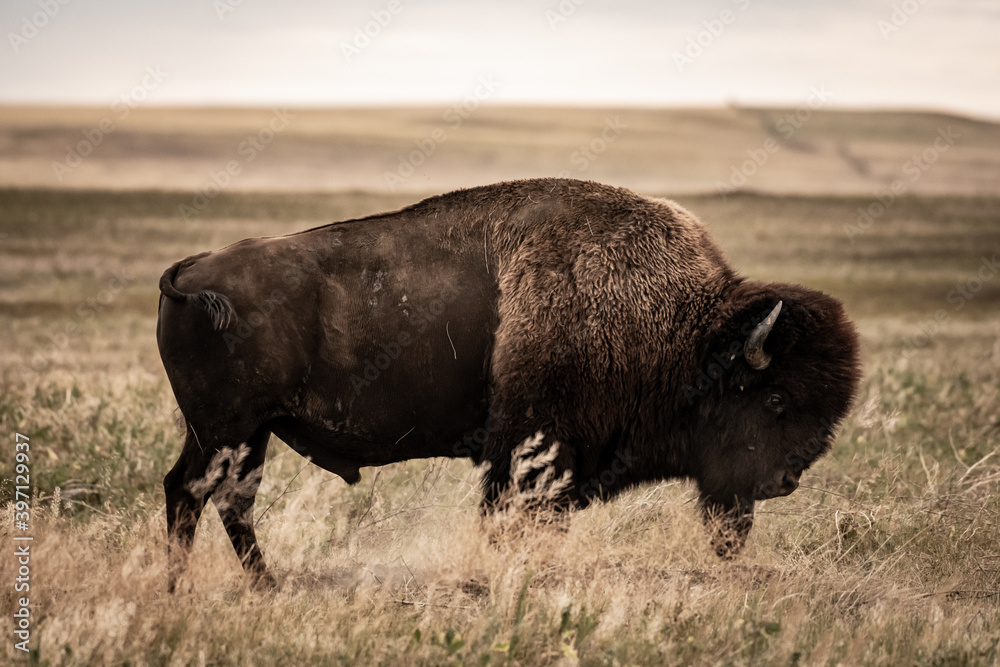 Amber Waves of Grain and Bison Profile Amber Waves of Grain and Bison Profile
