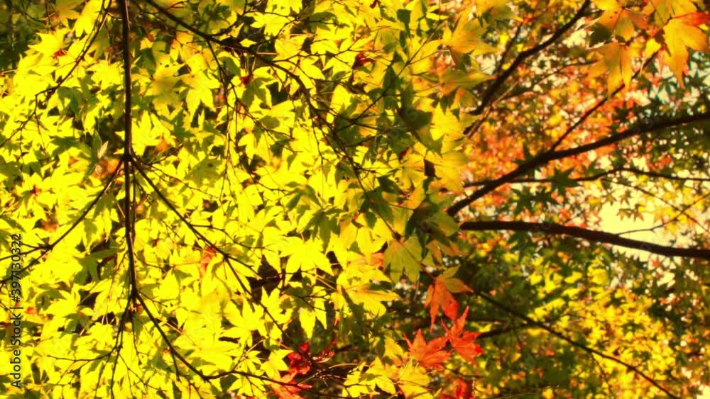 わびさびを感じる日本の有名な庭園で撮影した風に揺れる美しい紅葉の風景 わびさびを感じる日本の有名な庭園で撮影した風に揺れる美しい紅葉の風景