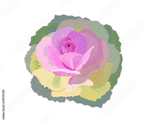 ハボタン　正月の花