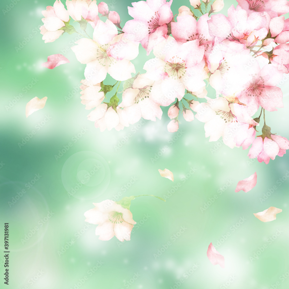 水彩の桜の花　緑背景