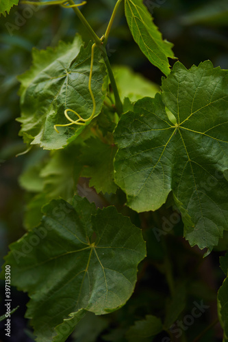 green leaves of a vineyard