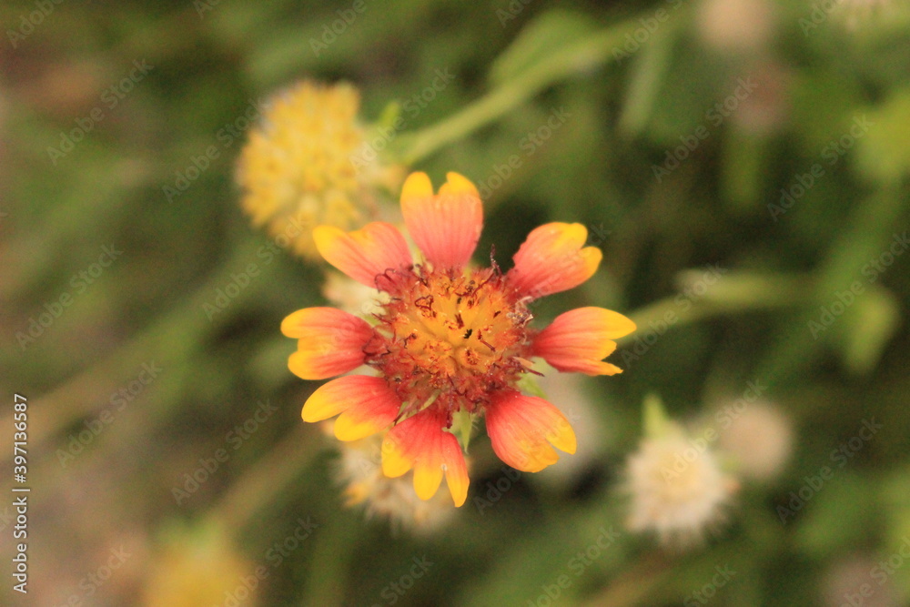 flower of a calendula flower of a calendula