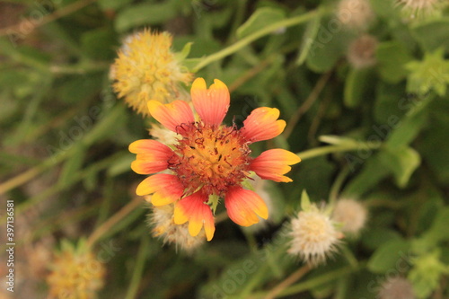 red and yellow flower